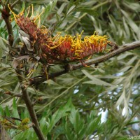Grevillea robusta A.Cunn. ex R.Br.